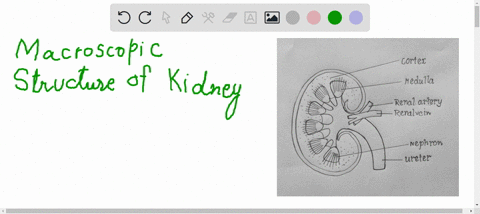 describe-the-macroscopic-structure-of-the-kidney-how-does-the-structure-aid-in-the-function-page-220