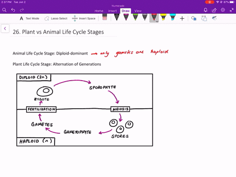 animals-and-plants-both-have-diploid-and-haploid-cells-how-does-the-animal-life-cycle-differ-from-th