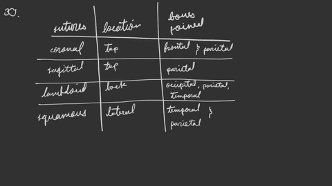 identify-the-major-sutures-of-the-skull-their-locations-and-the-bones-united-by-each