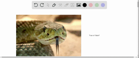 true-or-false-a-rattlesnakes-facial-pits-detect-the-presence-of-prey-using-photoreception