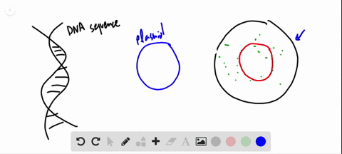 a-carrier-that-moves-dna-from-one-cell-to-another-such-as-a-plasmid-is-called-a-____________