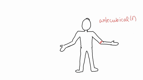 give-the-name-of-the-anatomical-region-to-which-each-of-the-following-structures-belongs-05-points-a