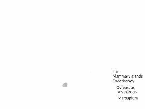 draw-a-simple-cladogram-illustrating-the-evolutionary-relationships-among-extant-mammals-marsupialse
