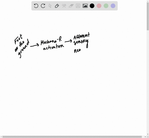 which-of-the-following-describes-the-route-of-sensory-information-from-the-foot-to-the-brain-a-ventr