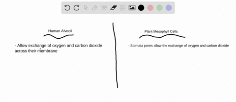 mammals-exchange-gases-in-the-alveoli-of-the-lungs-see-figure-308-how-do-the-structures-and-function