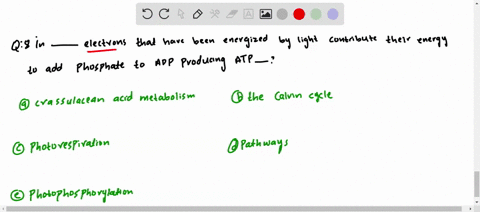 in-____________-electrons-that-have-been-energized-by-light-contribute-their-energy-to-add-phosphate