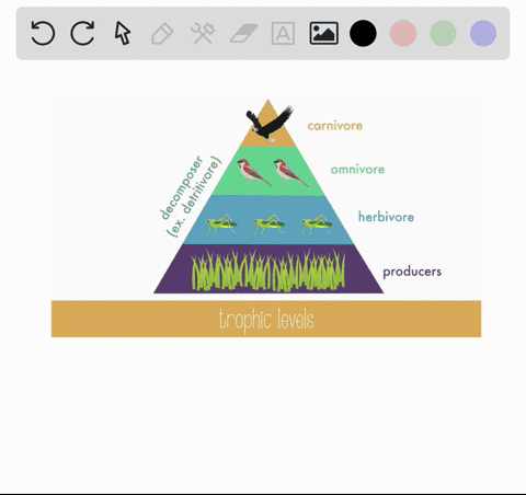 the-amount-of-energy-available-at-the-highest-trophic-level-in-an-ecosystem-is-determined-by-a-onl-2