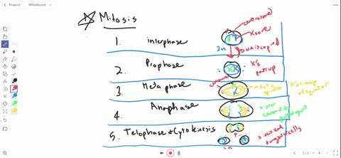 which-of-the-following-statements-about-mitosis-is-incorrect-a-microtubules-from-the-spindle-poles-3