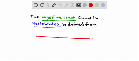 in-vertebrates-the-digestive-tract-forms-from-a-the-blastopore-d-the-mesoderm-b-the-dorsal-lip-e-bot