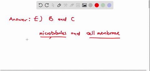 which-cellular-structures-are-important-to-give-a-cell-its-shape-a-ribosomes-b-microtubules-c-cell-m