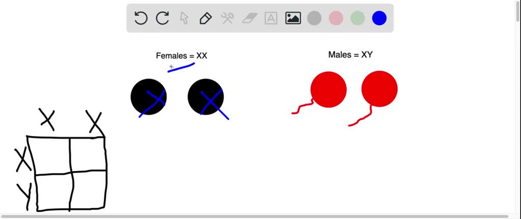 Sperm Cannot Fertilize An Oocyte Until They