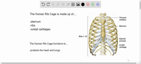 what-bones-make-up-the-rib-cage-what-are-the-functions-of-the-rib-cage-page-241
