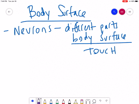 in-the-________-neurons-are-arranged-like-maps-that-correspond-to-different-parts-of-the-body-surfac
