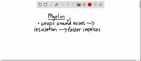 myelin-is-produced-by-________-a-neuroglial-cells-b-motor-neurons-c-sensory-neurons-d-interneurons