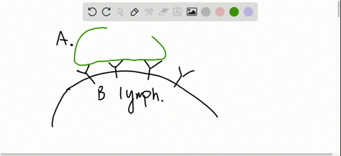 turning-on-b-cells-b-lymphocytes-the-precursors-of-plasma-cells-are-triggered-to-proliferate-by-the-