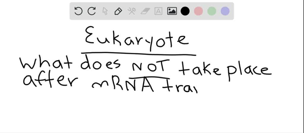 solved-which-of-the-following-does-not-occur-after-eukaryotic-mrna-is