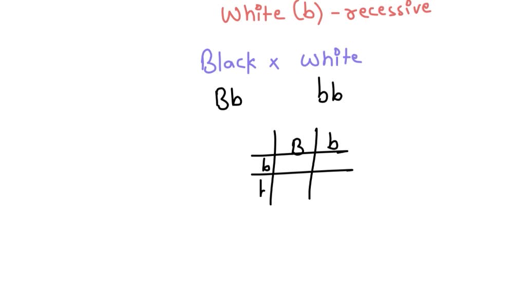 If A Black Guinea Pig (B B) Were Crossed With A White Guinea Pig (b B ...