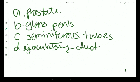 spermatogenesis-takes-place-in-the-______________________-a-prostate-gland-b-glans-penis-c-seminifer