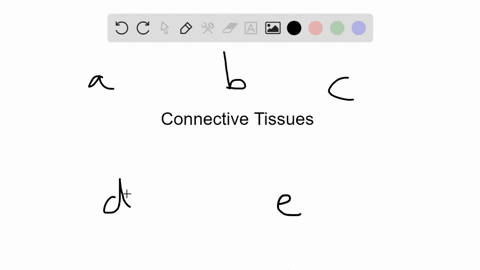 a-cartilage-b-tendon-c-ligament-d-collagen-e-bone-embryonic-connective-tissue-found-early-in-life