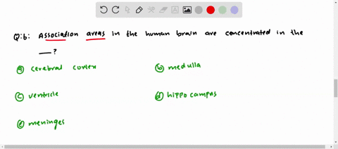 association-areas-in-the-human-brain-are-concentrated-in-the-a-cerebral-cortex-b-medulla-c-ventricle