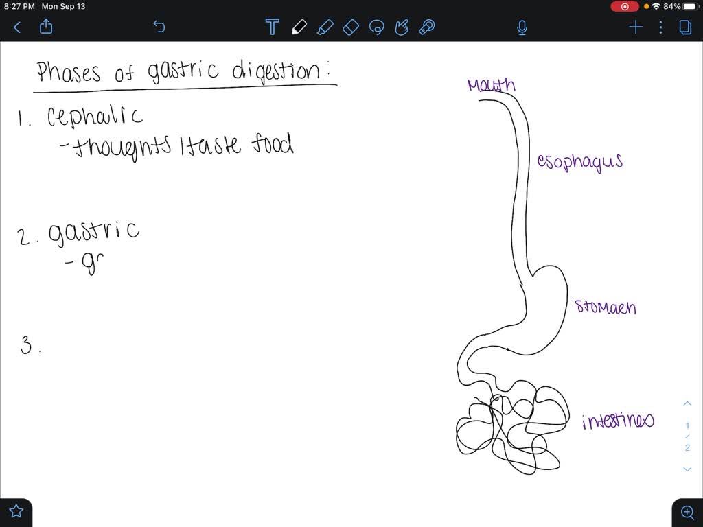 SOLVED:Gastric control has three phases that assist in digesting food ...