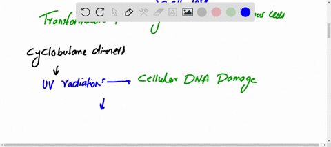 conducive-to-active-cell-metabolism-the-soil-bacterium-bacillus-subtilis-for-example-begins-the-proc