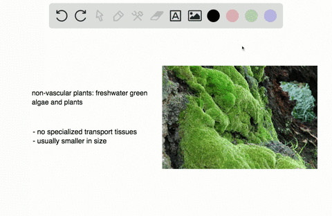 which-is-not-a-trait-shared-by-freshwater-green-algae-and-plants-a-cellulose-cell-walls-b-chlorophyl