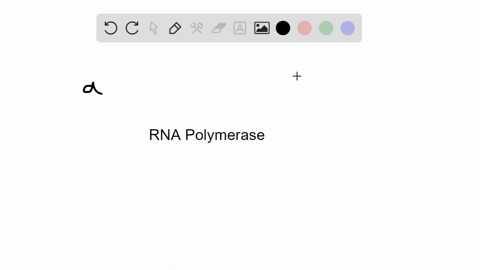 what-does-a-bacterial-rna-polymerase-produce-when-it-transcribes-a-protein-coding-gene-a-rrna-b-tr-2