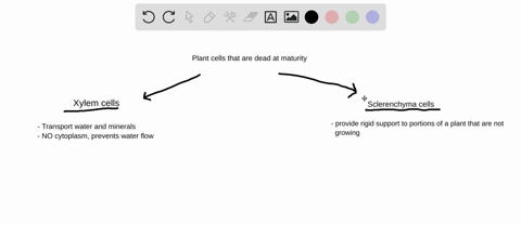 which-plant-tissues-have-cells-that-are-dead-at-maturity-why-is-it-advantageous-to-the-plant-for-the