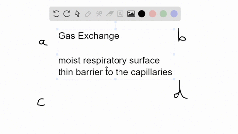 gas-exchange-occurs-at-the-___-a-two-bronchi-b-pleural-sacs-c-alveoli-d-both-b-and-c