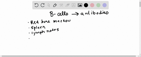 in-which-of-the-following-sites-in-the-body-can-b-cells-be-found-a-lymph-nodes-b-spleen-c-red-bone-m