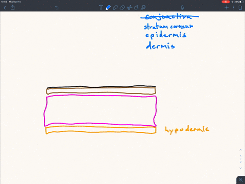 which-layer-of-skin-contains-living-cells-is-vascularized-and-lies-directly-above-the-hypodermis-a-t