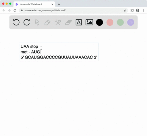 Stop Code Uaa SOLVED:UAA is a stop codon. Why does the UAA sequence in mRNA in ...