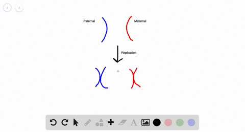 homologous-chromosomes-are-_______-a-inherited-from-two-parents-b-sister-chromatids-c-different-in-s
