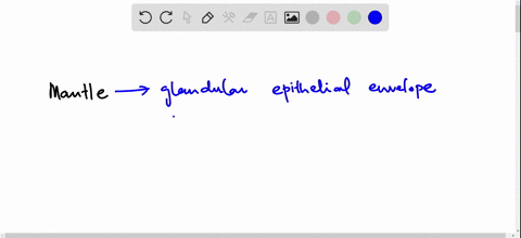 which-of-the-following-characteristics-is-associated-with-phylum-mollusca-a-mandibles-b-mantle-c-ped