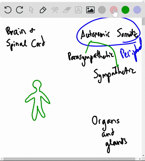 the-central-nervous-system-is-comprised-of-________-a-sympathetic-and-parasympathetic-nervous-system