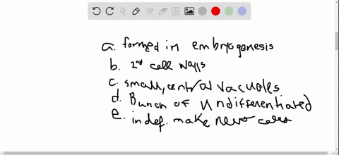 which-statement-about-meristems-is-not-true-a-they-are-formed-during-embryogenesis-b-they-have-sec-2