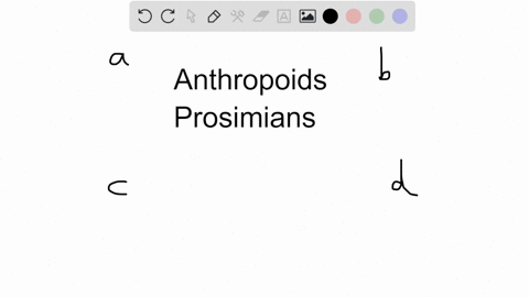 anthropoids-are-primates-which-include-all-of-the-following-except-a-monkeys-c-lemurs-b-apes-d-human