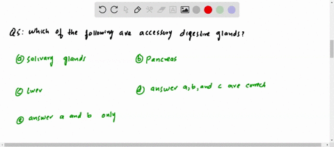 which-of-the-following-are-accessory-digestive-glands-a-salivary-glands-b-pancreas-c-liver-d-answers