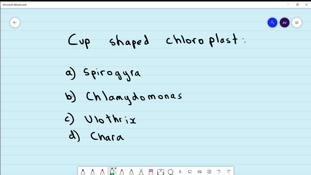 A cup shaped chloroplast is seen in