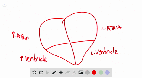 in-a-healthy-heart-a-heartbeat-begins-within-an-electrical-signal-from-which-part-of-the-heart-a-bun