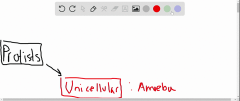 true-or-false-all-protists-are-unicellular