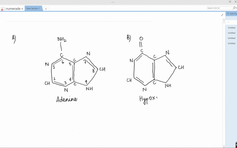 what-is-the-structural-difference-between-adenine-and-hypoxanthine