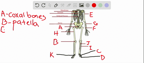 label-the-following-diagram-of-the-human-2