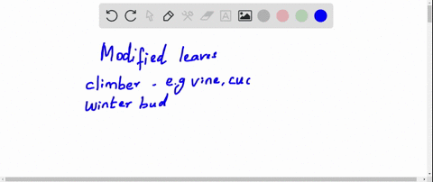 modified-leaves-that-enable-a-stem-to-climb-are-called-______-whereas-modified-leaves-that-cover-t-2