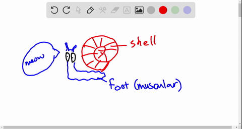 which-of-the-following-characteristics-is-associated-with-mollusks-a-mandibles-b-mantle-c-pedipalp-3