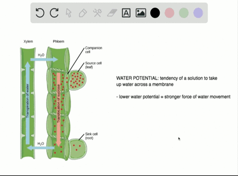 SOLVED:Osmosis a. requires ATP. b. results in the bursting of plant ...