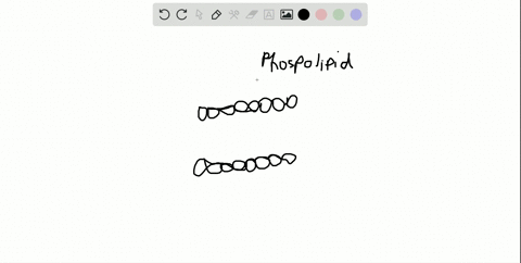 ______-are-arranged-in-a-double-layer-bilayer-that-forms-the-plasma-membrane-of-cells