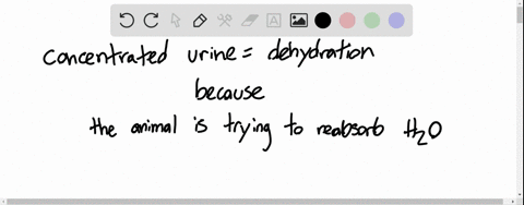 explain-why-mammals-would-not-be-able-to-produce-concentrated-urine-if-they-lacked-loops-of-henle