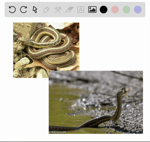 arnolds-experiments-on-the-feeding-preferences-of-garter-snakes-demonstrated-that-food-choice-is-l-2